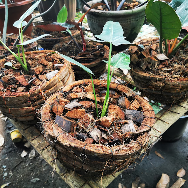 Plantito