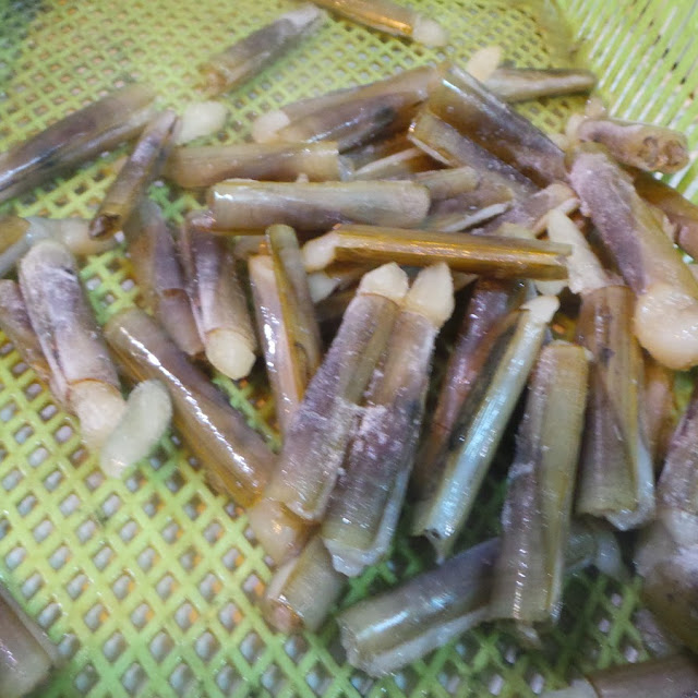 Siput Buluh