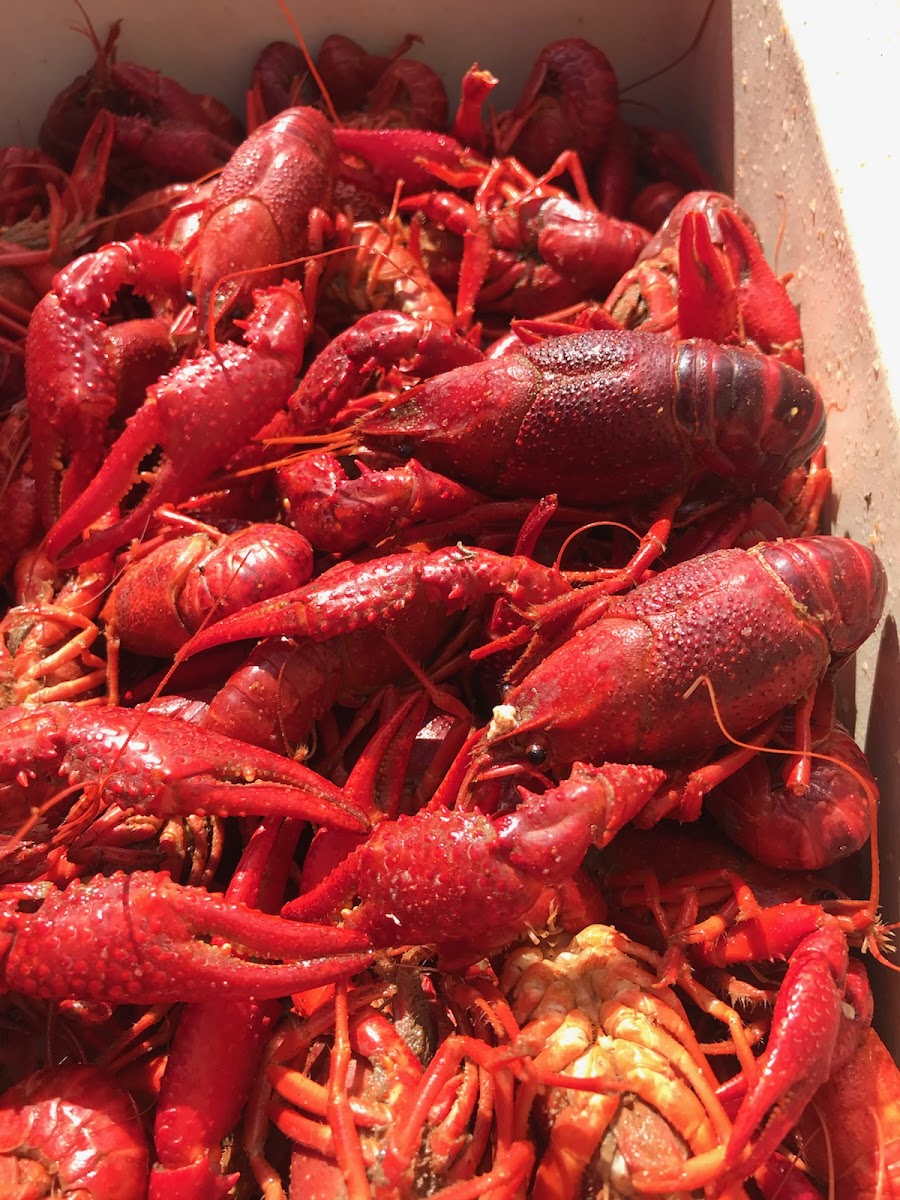 Boulet's Boil-N-Go (Rayne, La)