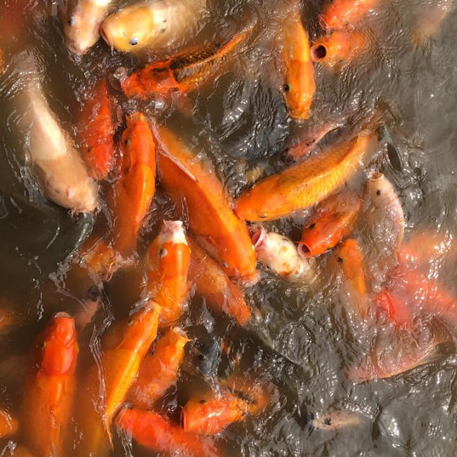 Ikan Segar