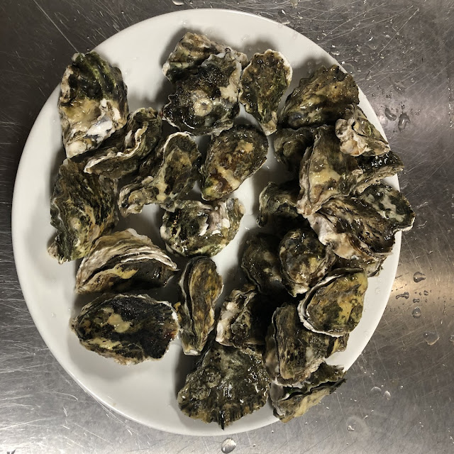 Live Oyster