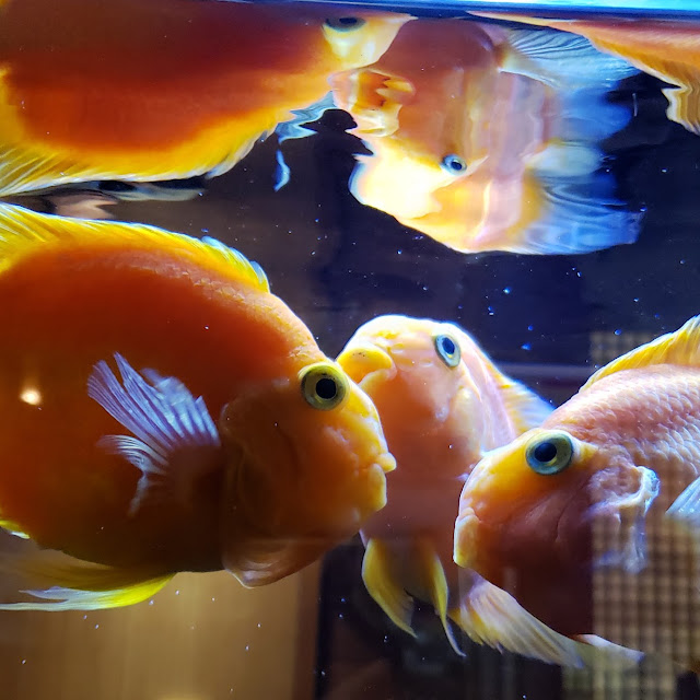 Fish