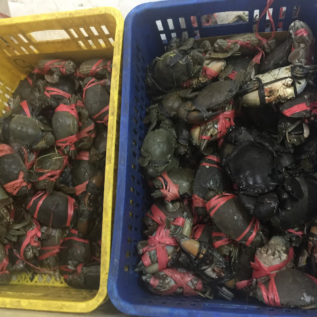 Kepiting Hidup