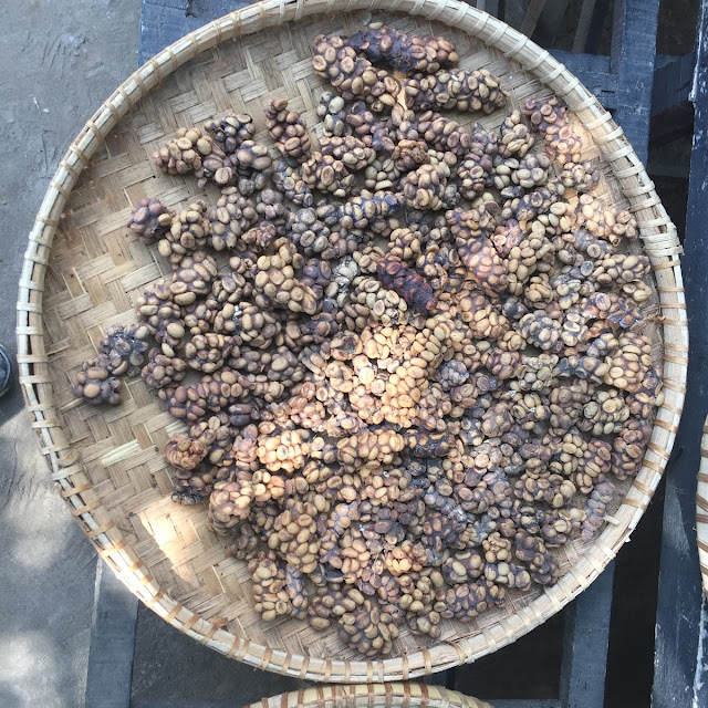 Raw Luwak Coffee