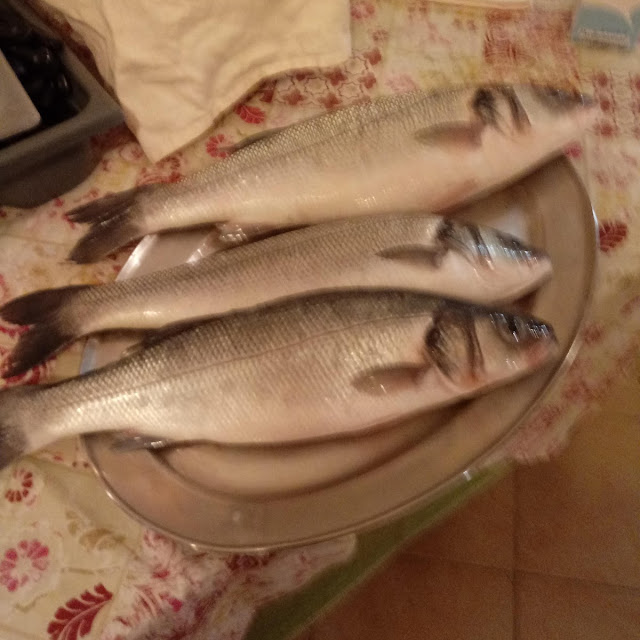Le Spigole Dal Mare Direttamente Ai Vostri Tavoli