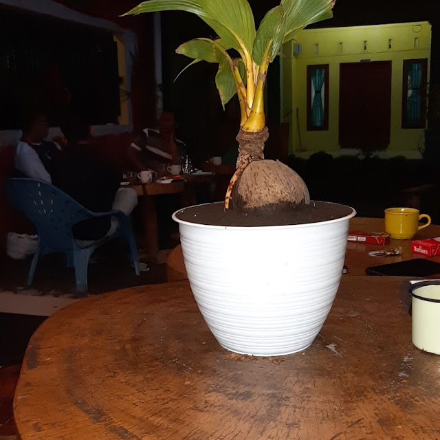 Bonsai Kelapa