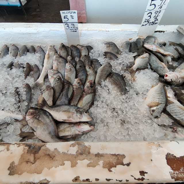 Fish