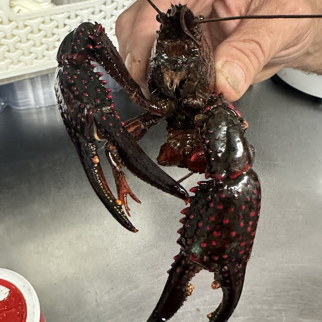 Crayfish