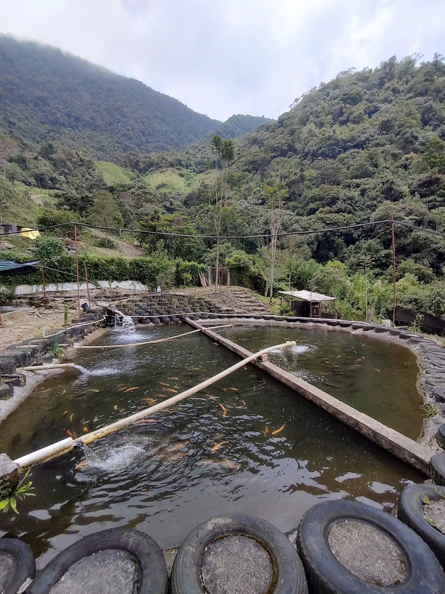 truchera la chorrera